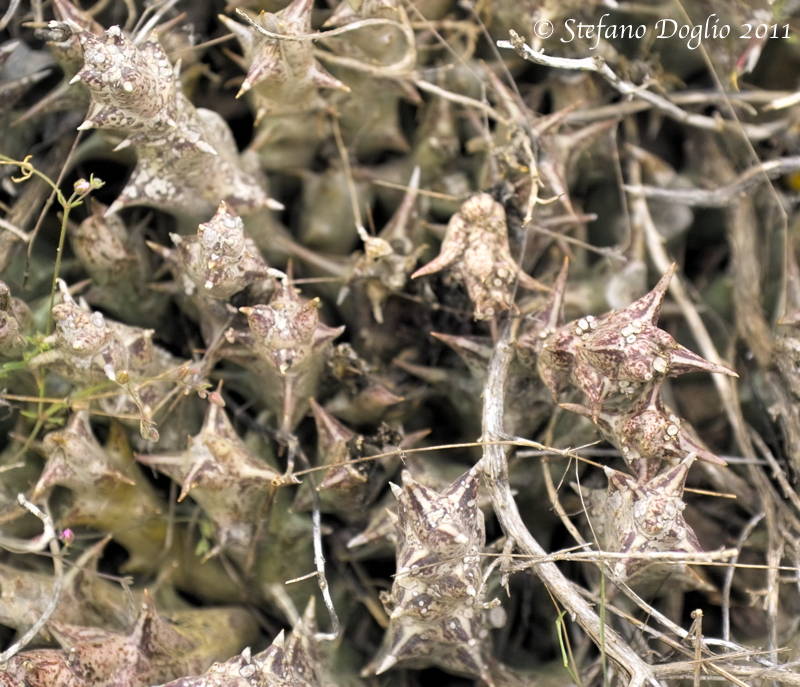Caralluma hesperidum